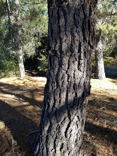 Monterey pine