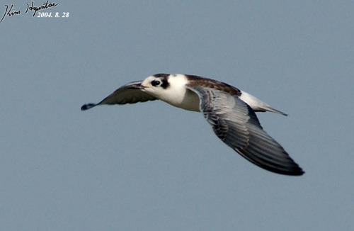 White-winged Tern