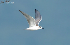 White-Winged Tern photo 3