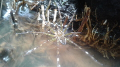 Dolomedes