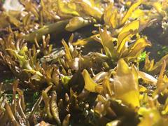 Mazzaella laminarioides