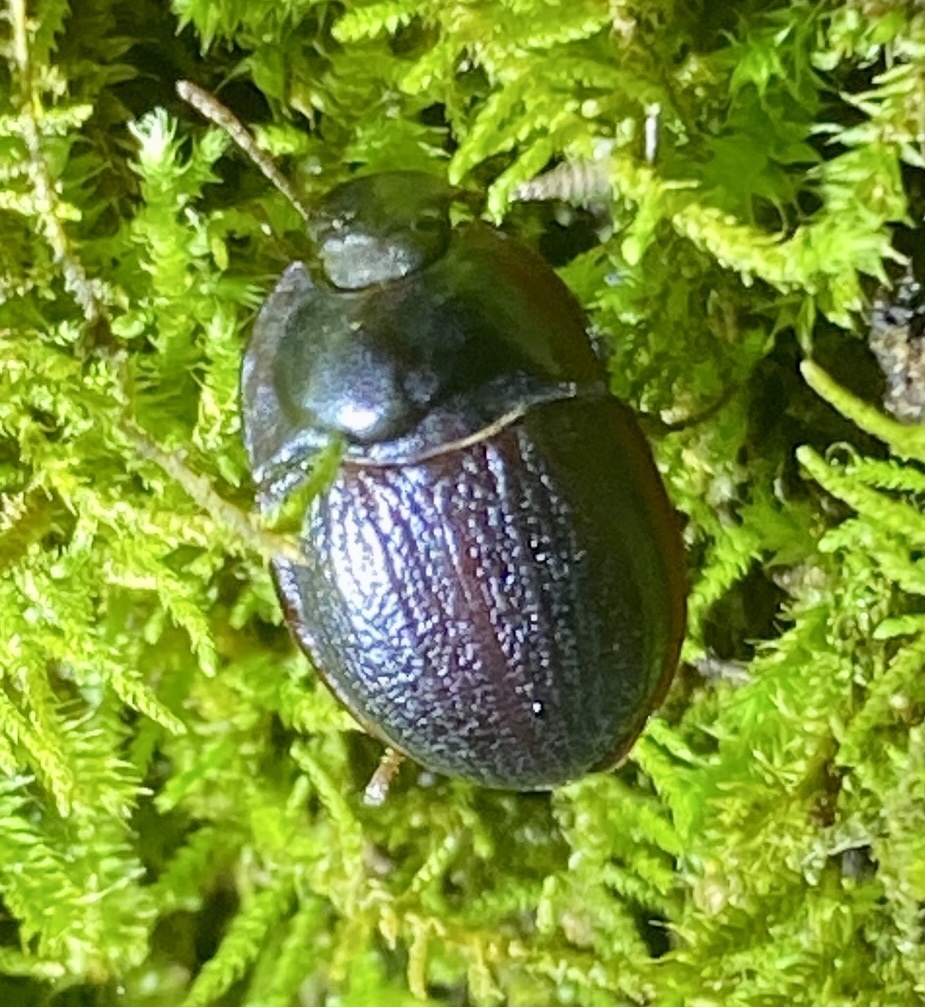 blue piedish beetles from D'Entreacasteaux National Park, Broke, WA