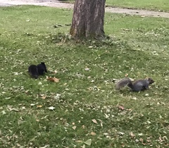 Sciurus carolinensis