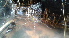 Dolomedes