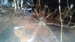Dolomedes