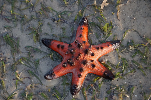 Photo of Chocolate chip sea star (Protoreaster nodosus)