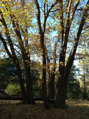 California black oak