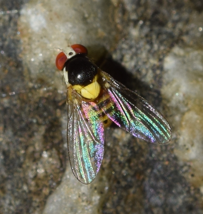 Acletoxenus