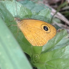 Ypthima sesara