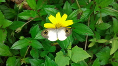 Ypthima sesara