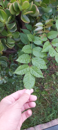 Fraxinus uhdei
