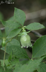 Codonopsis lanceolata