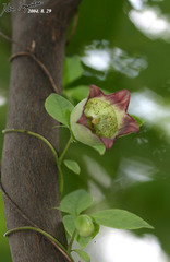 Codonopsis lanceolata