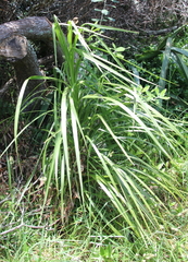 Cordyline pumilio