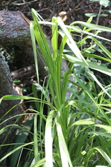 Cordyline pumilio