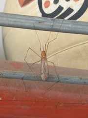 Tipulinae