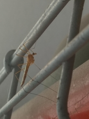 Tipulinae