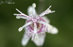 Tricyrtis macropoda macropoda
