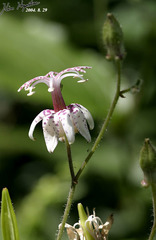 Tricyrtis macropoda macropoda