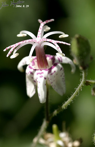 Tricyrtis macropoda Miq.