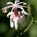 Speckled Toad Lily - Photo (c) Kim, Hyun-tae, some rights reserved (CC BY), uploaded by Kim, Hyun-tae