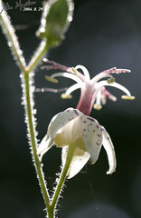 Tricyrtis macropoda macropoda