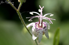 Tricyrtis macropoda macropoda