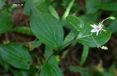 Tricyrtis macropoda macropoda