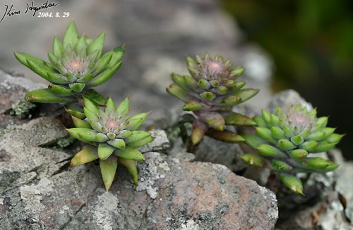 Orostachys erubescens 2