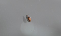 Aphodius