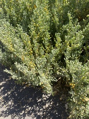 Tetraena fontanesii image