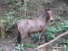 Equus asinus × caballus