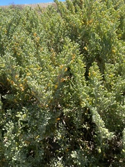 Tetraena fontanesii image