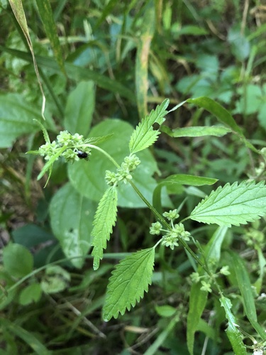 Heartleaf nettle (Urtica chamaedryoides)