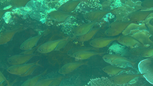 Pempheris adusta observed 2023-03-29