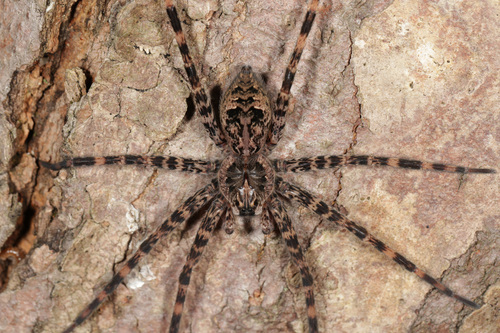 Dark Fishing Spider