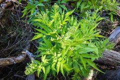 Sambucus gaudichaudiana