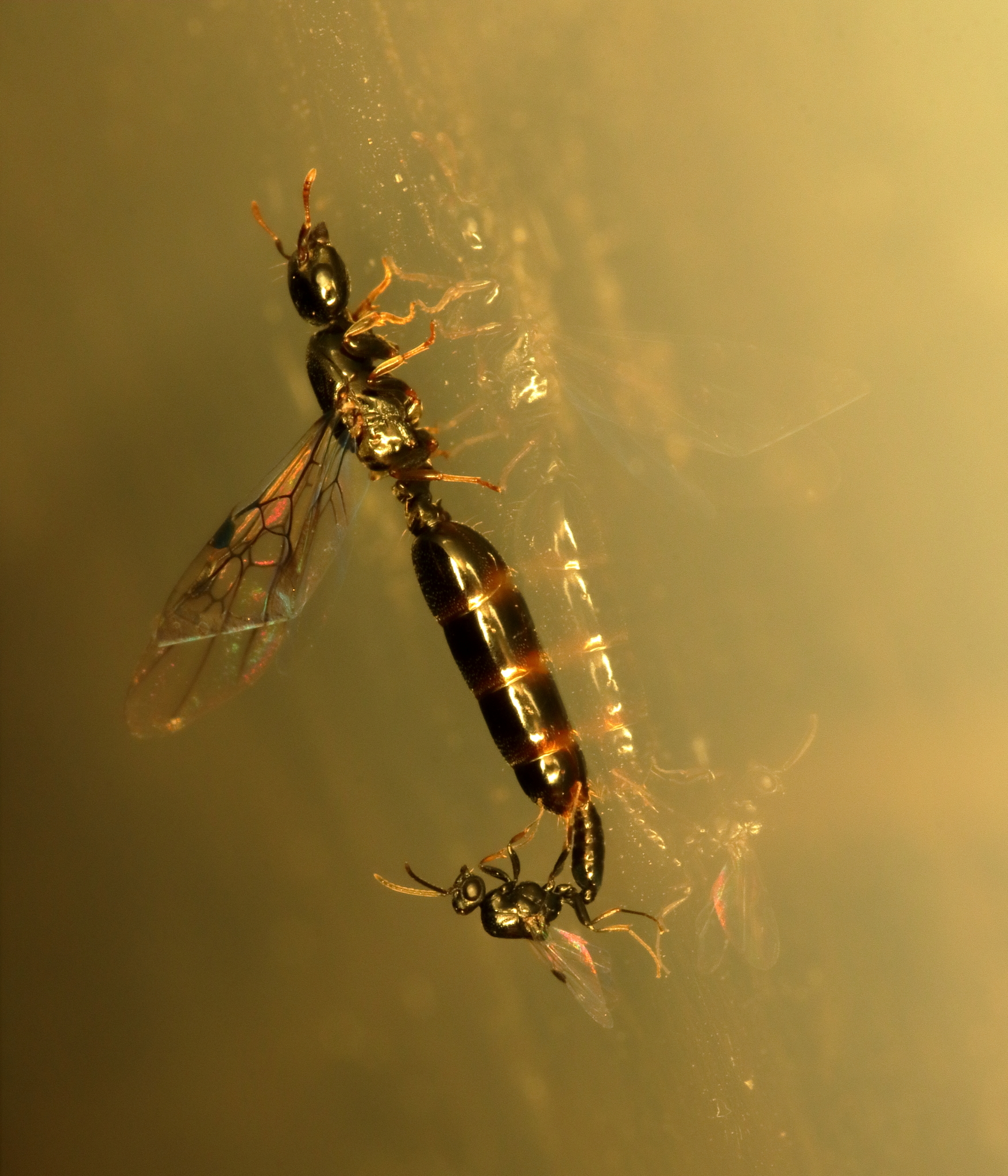Liomyrmex