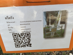 Jacaranda mimosifolia