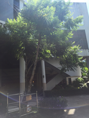 Jacaranda mimosifolia