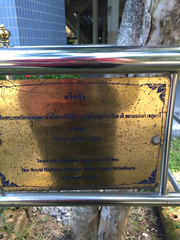 Jacaranda mimosifolia