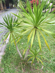 Dracaena cochinchinensis