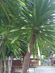 Dracaena cochinchinensis