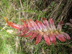 Blechnum wattsii