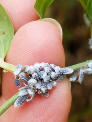 Neoprociphilus aceris