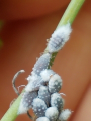 Neoprociphilus aceris