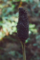 Rudbeckia texana