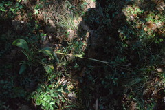 Rudbeckia texana