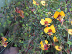 Bossiaea cordigera