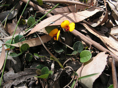 Bossiaea prostrata